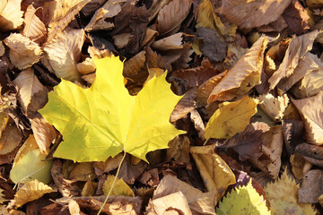 Vibrant Yellow Maple Leaf Amidst Brown Autumn Foliage