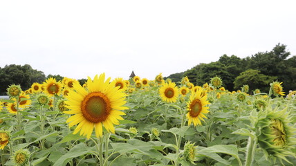 Obraz premium field of sunflowers,ひまわり