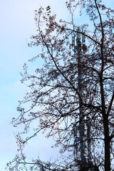 Telecommunications Tower Behind Bare Tree Branches in Early Spring