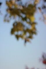 A blurry dreamy view of autumn in the forest.