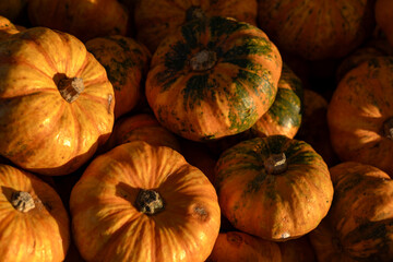 Closeup of Autumn Pumpkins, Natural Fresh Vegetables for October Harvest and Festive Halloween Decoration, Farm Produce for Organic, Plant-Based Nutrition, Perfect for Seasonal Celebration