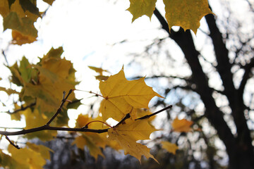 Golden Autumn Leaves Against Bare Tree Branches in Crisp Fall Atmosphere