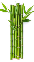 Fototapeta premium Bamboo green sticks with leaves isolated on transparent background