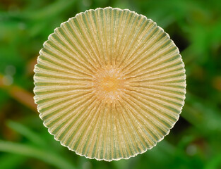 close up of a mushroom