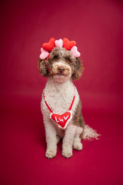 Portrait of a bernedoodle wearing a headband with hearts and a LUV heart around its neck