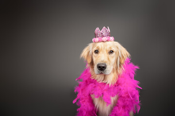 Portrait of a golden retriever dressed in a pink crown and feather boa