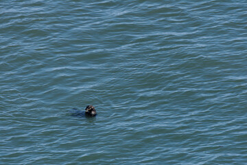 Fototapeta premium 北海道 野生のラッコ
