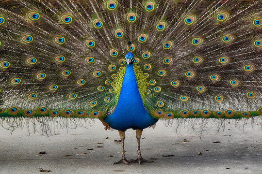 Fototapeta Close-up of a male peacock displaying tail feathers, Italy