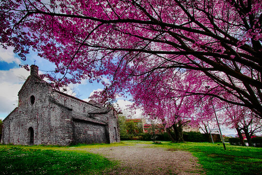 Flowering tree outside a local church, Viguzzolo, Alessandria, Piedmont, Italy