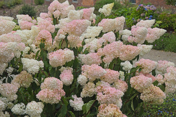 Hydrangea paniculata variety 'Burgundy Lace' bush in full bloom.