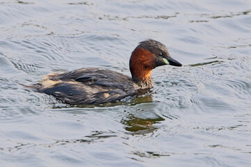 Little Grebe, (Tachybaptus ruficollis), adult swimming, having just dived, Drift Reservoir, Cornwall, UK.