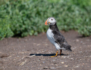Puffin on the ground, Northumberland, England