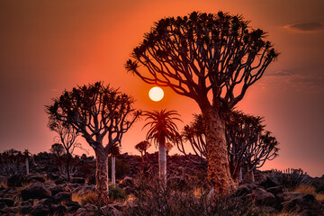 Naklejka premium Majestic Namibia: The Enigmatic Aloe Forest and Beyond