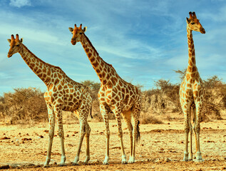 Namibian Safari Adventure: Wildlife Encounters with Giraffes, Elephants, Rhinos, Whale