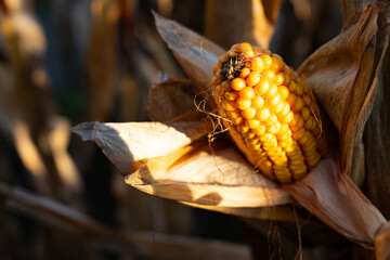 Closeup of a ripe yellow corn cob with dry husks, captured in the field during harvest season, showcasing the agricultural abundance, natural beauty, and importance of maize production