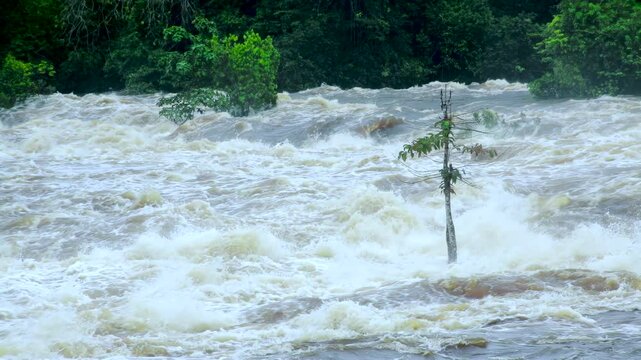 Powerful river flow in the middle of a rainforest. Raging River with White Foam Waves and Tree Standing in the Midst of the Flow.