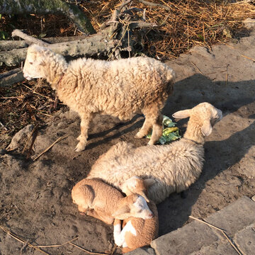 Close-up of Sheep and lambs, Sunderbans, West Bengal, India