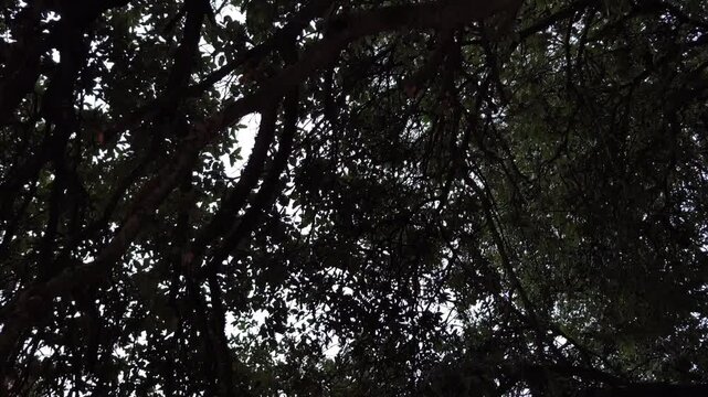 ideo of the strange branches that can be scary