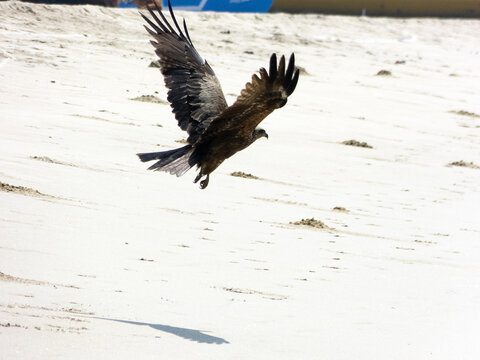 Black kite flying over the sea, Karwar, Karnataka, India