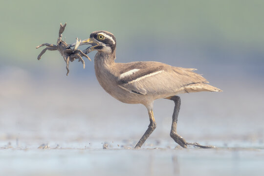 Wild beach stone-curlew (Esacus magnirostris) running across a mudflat with crab prey in its beak, Australia