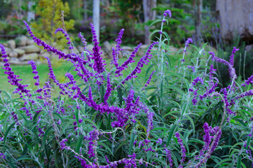 Obraz premium A lush cluster of Mexican bush sage or Salvia leucantha displaying vibrant purple flowers and green foliage against a blurred garden backdrop, showcasing natural beauty.