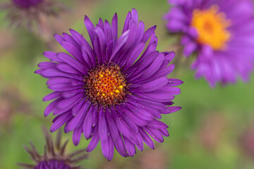 Purple New England aster bloom 1
