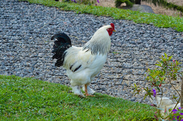 Close-up of a majestic Brahma chicken with white plumage and black tail feathers, standing on a mix...