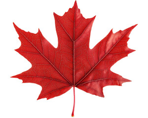 Obraz premium A red maple leaf with glitter on it