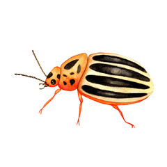 colorado beetle watercolor illustration. beautiful illustration for design on white
