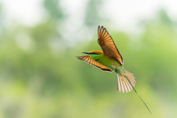 Green bee eater flying on nature with space blur background for text.Little bird flying on green background.Animals nature wildlife image on the outdoor park.