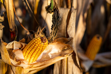 Ripe yellow corn cob isolated in a dry husk on a maize plant in the field, representing the bounty of autumn harvest, agriculture, and organic farming with a vibrant natural beauty