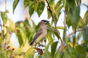 Obraz premium Cedar waxwing