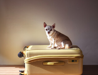 brown Chihuahua dog  sitting on  yellow suitcase, looking at camera, want to travel with his owner.