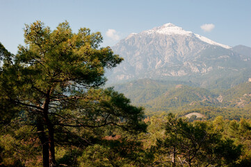 Fototapeta premium Meditterranean nature. Mountain forest in Turkey.