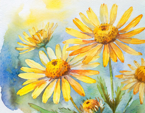 aquarell Malerei von Arnika Bl&uuml;ten bekannt als Heilpflanze - gelbe Blumen der Naturheilkunde