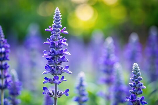 Minimalist blue salvia flower in garden