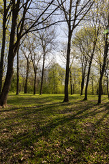 deciduous trees in the park in spring in sunny weather
