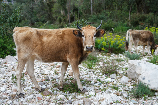 Herd of cows freely grazing in nature