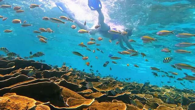 Snorkeling in the Red Sea. A girl in a swimsuit, fins and an underwater mask swims in the sea near a coral reef. Various schools of fish for diving and freediving at the seaside resorts of Egypt.