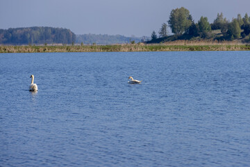 a young white swan floating on the lake