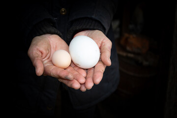 Human hands holding chicken and goose eggs © Gabriela Bertolini