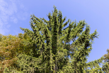 green needles of the pine coniferous tree in sunny weather