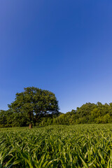 a green oak in green corn on a blue sky background