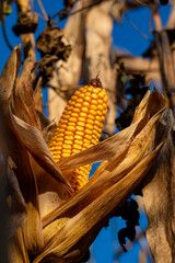 Closeup of a ripe yellow corn cob in the field during harvest season, showcasing the natural beauty of agriculture and maize production, perfect for food, farming, and organic produce imagery