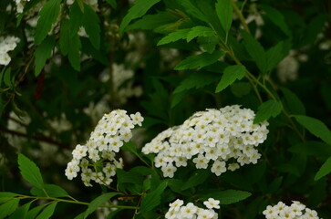 white flowers in the garden