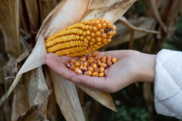 Human hand holding kernels freshly picked from a corn cob, representing organic farming, the harvest process, and the importance of maize in agriculture and healthy food production