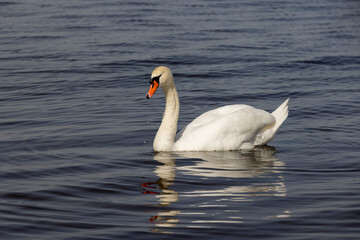A white swan swims on the lake in early spring