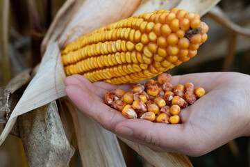 Human hand holding kernels freshly picked from a corn cob, representing organic farming, the harvest process, and the importance of maize in agriculture and healthy food production