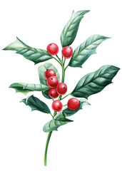 Obraz premium Festive holiday watercolor botanical illustration. Christmas holly, green branch, red berries. Winter greenery isolated