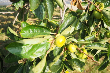 The persimmon is the edible fruit of a number of species of trees in the genus Diospyros. The most...